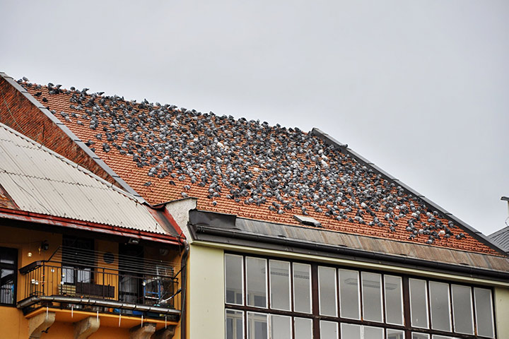 A2B Pest Control are able to install spikes to deter birds from roofs in Furzedown. 