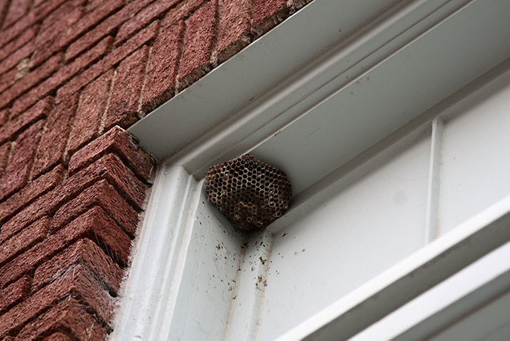 We provide a wasp nest removal service for domestic and commercial properties in Furzedown.
